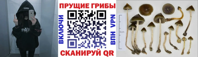Галлюциногенные грибы Psilocybe  наркота  Строитель 